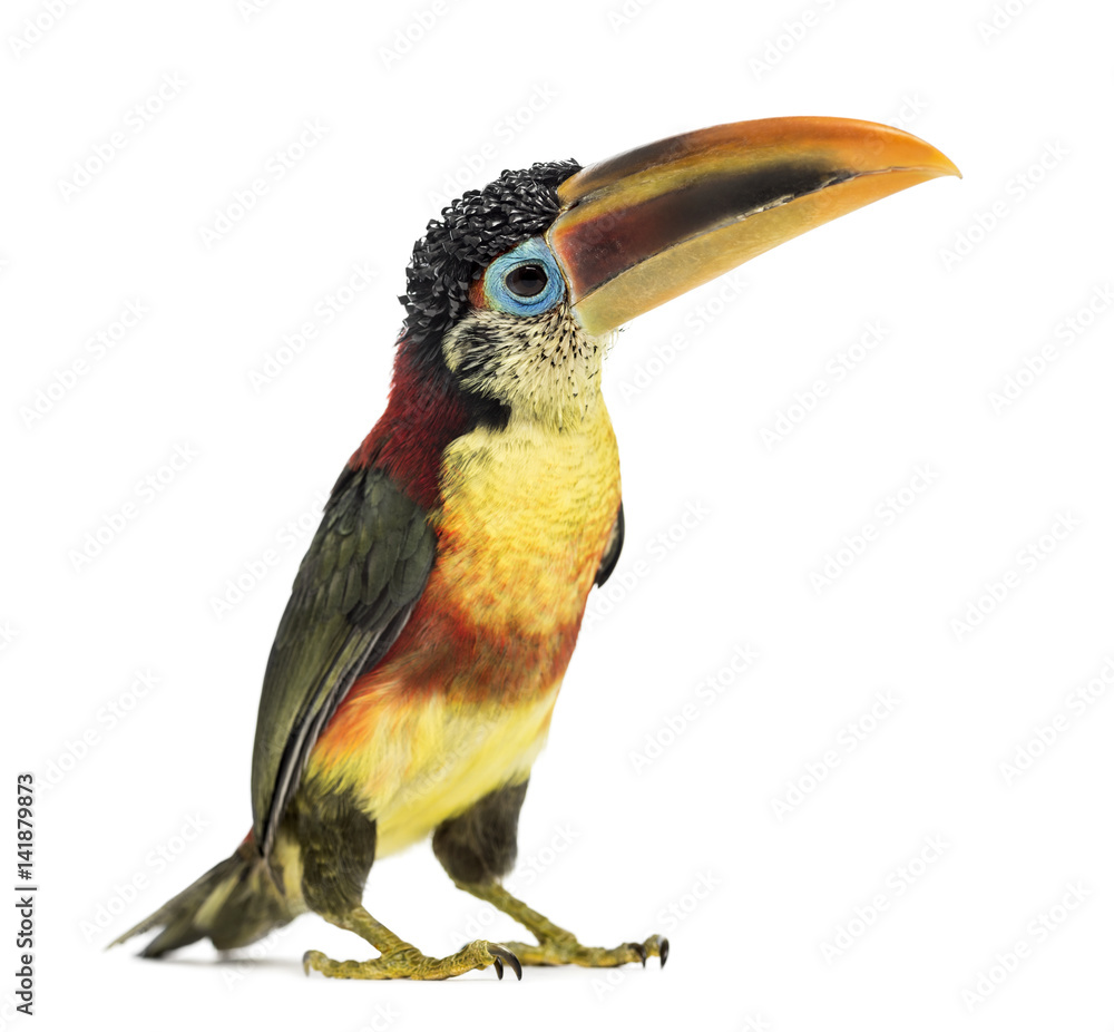 Fototapeta premium Curl-crested aracari, isolated on white