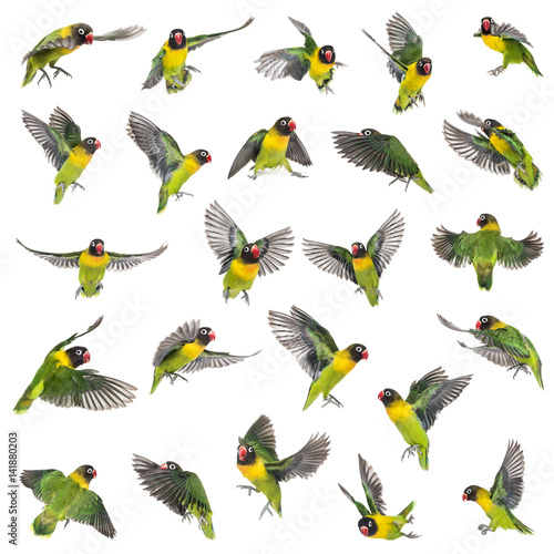 Collection of Yellow-collared lovebirds flying  isolated on whit