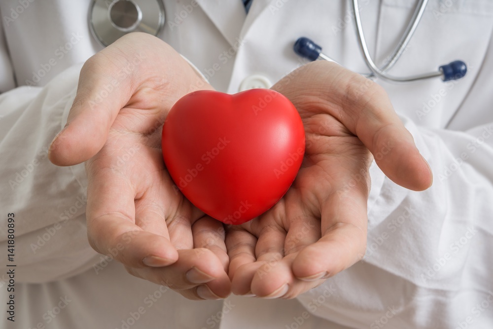 Heart transplantation concept. Doctor holds red heart model in hands.