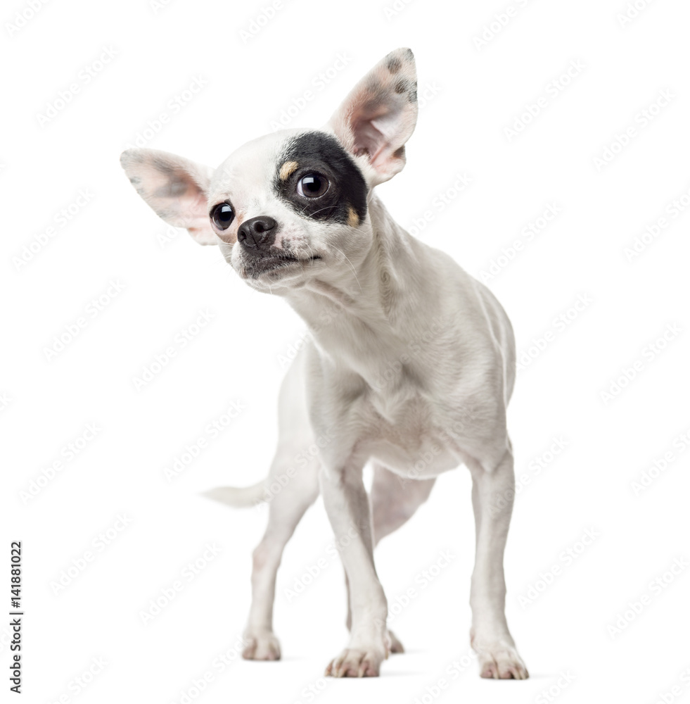 Curious Chihuahua, 1 year old, isolated on white