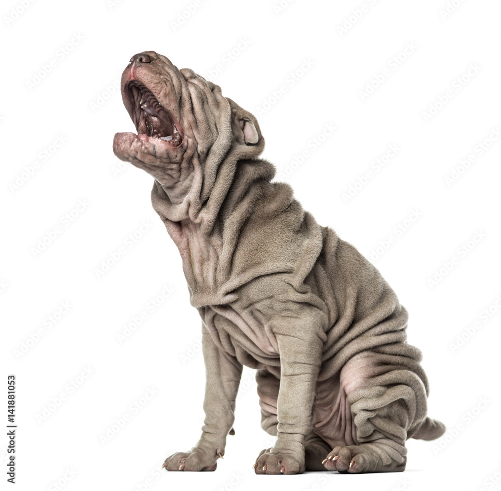 Puppy Shar Pei sitting and yawning, 10 weeks old, isolated on wh
