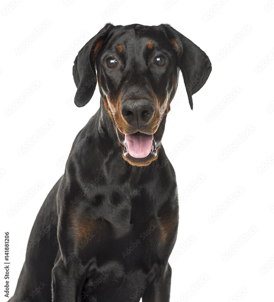 Close-up of a Doberman Pinscher puppy panting, 6 months old, isolated on white