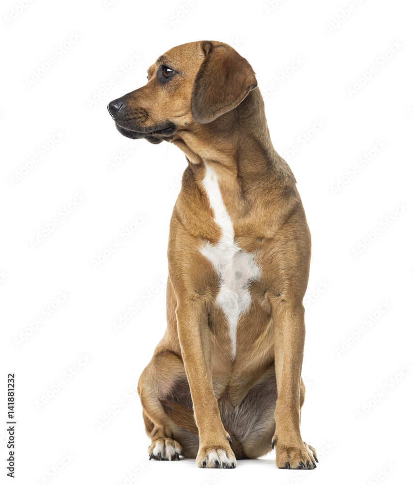 Rhodesian ridgeback sitting, isolated on white Rhodesian ridgeback sitting, isolated on white