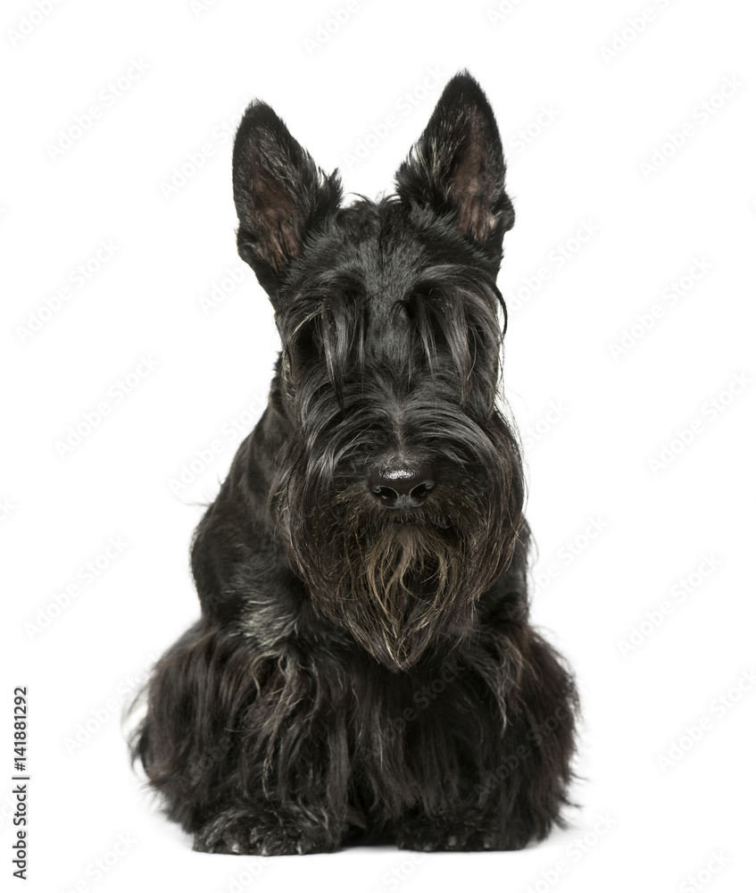  Scottish terrier sitting, 9 months old, isolated on white