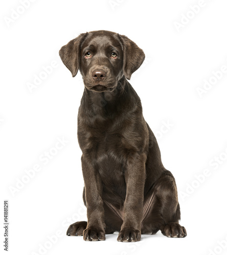 Puppy Labrador Retriever sitting  3 months old  isolated on whit