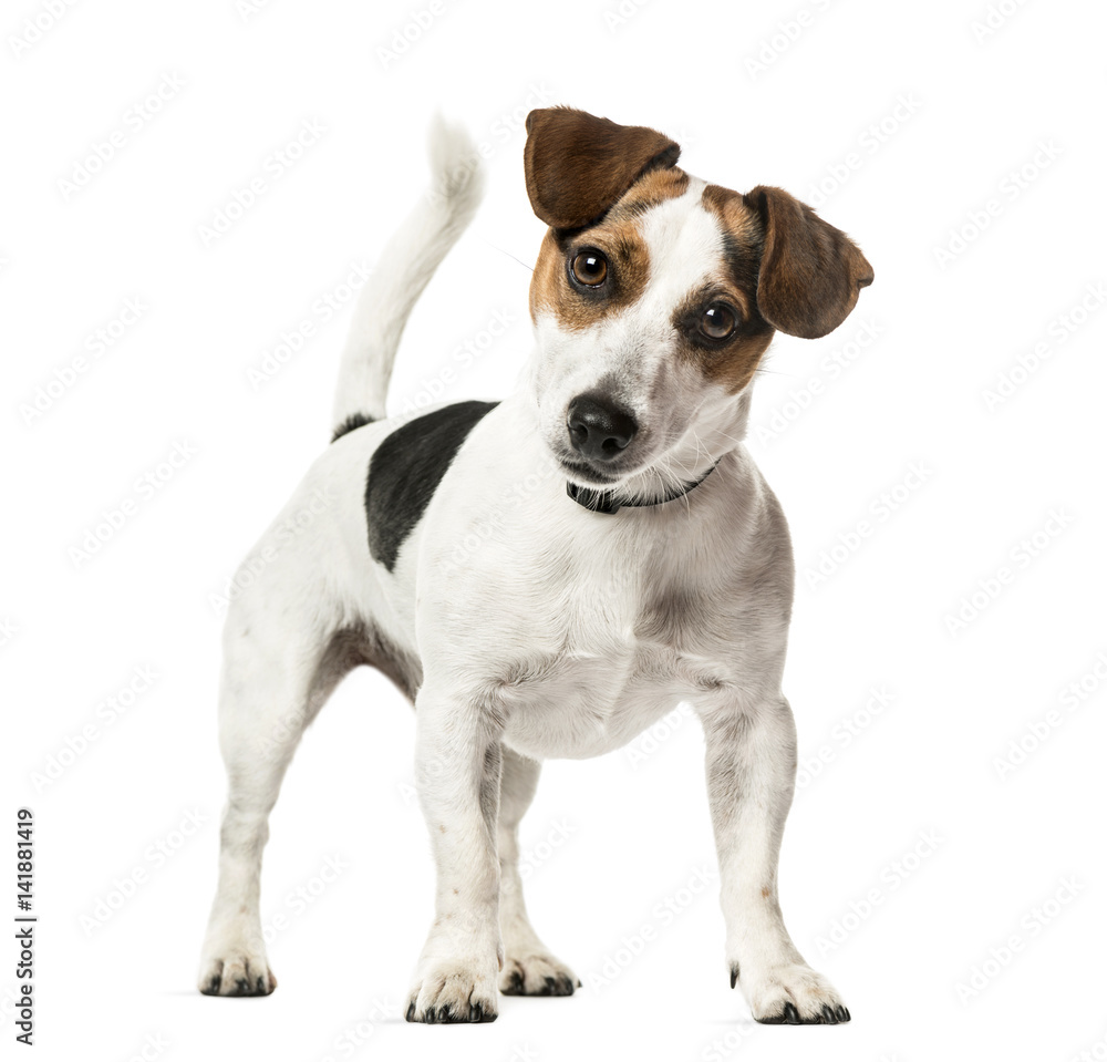 Jack Russell Terrier standing, isolated on white