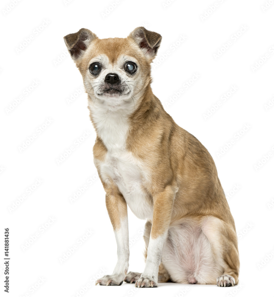 Chihuahua with eye disease sitting,12 years old, isolated on whi
