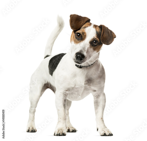 Jack Russell Terrier standing, isolated on white © Eric Isselée