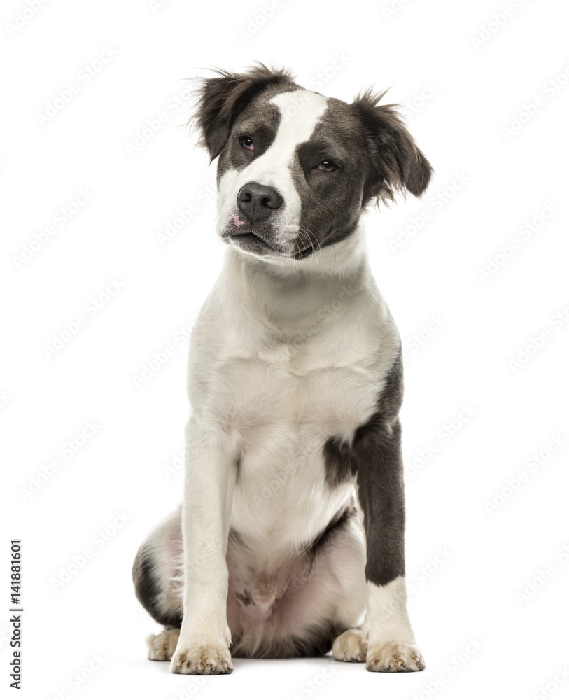 Mixed breed dog sitting, 8 months old, isolated on white
