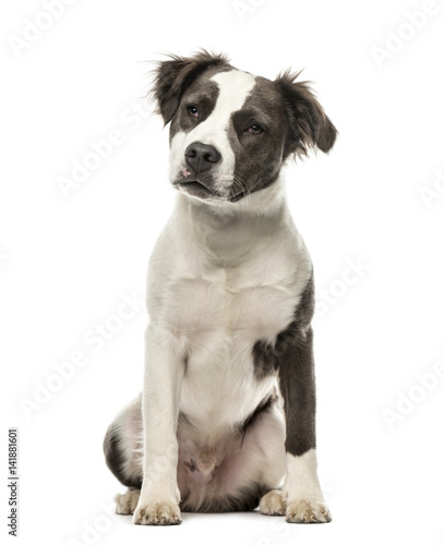 Mixed breed dog sitting, 8 months old, isolated on white