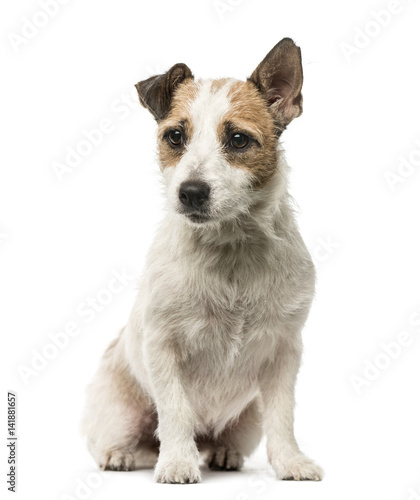 Jack Russell Terrier sitting, 2 years old, isolated on white