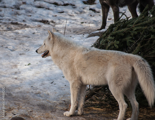 White wolf close up in the winter