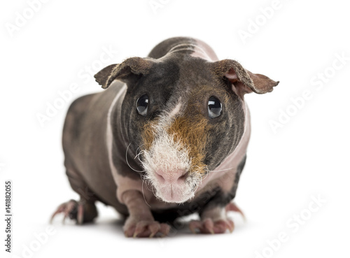 Front view of hairless guinea pig  isolated on white