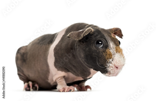 Hairless guinea pig , isolated on white © Eric Isselée