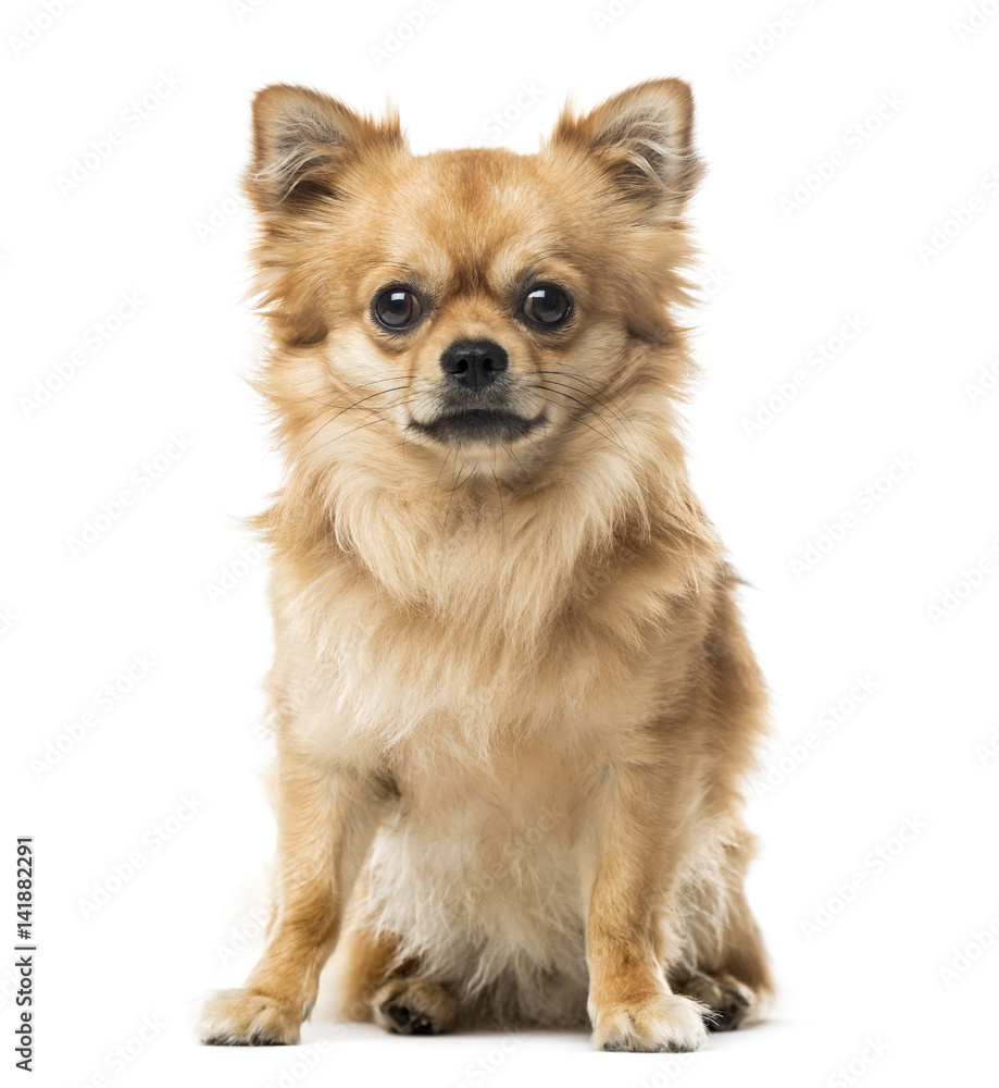 Chihuahua sitting, 2 years old , isolated on white