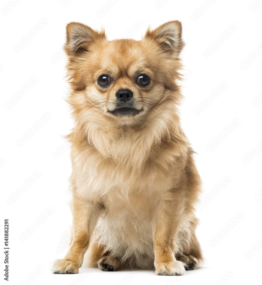 Chihuahua sitting, 2 years old , isolated on white Chihuahua sitting, 2 years old , isolated on white
