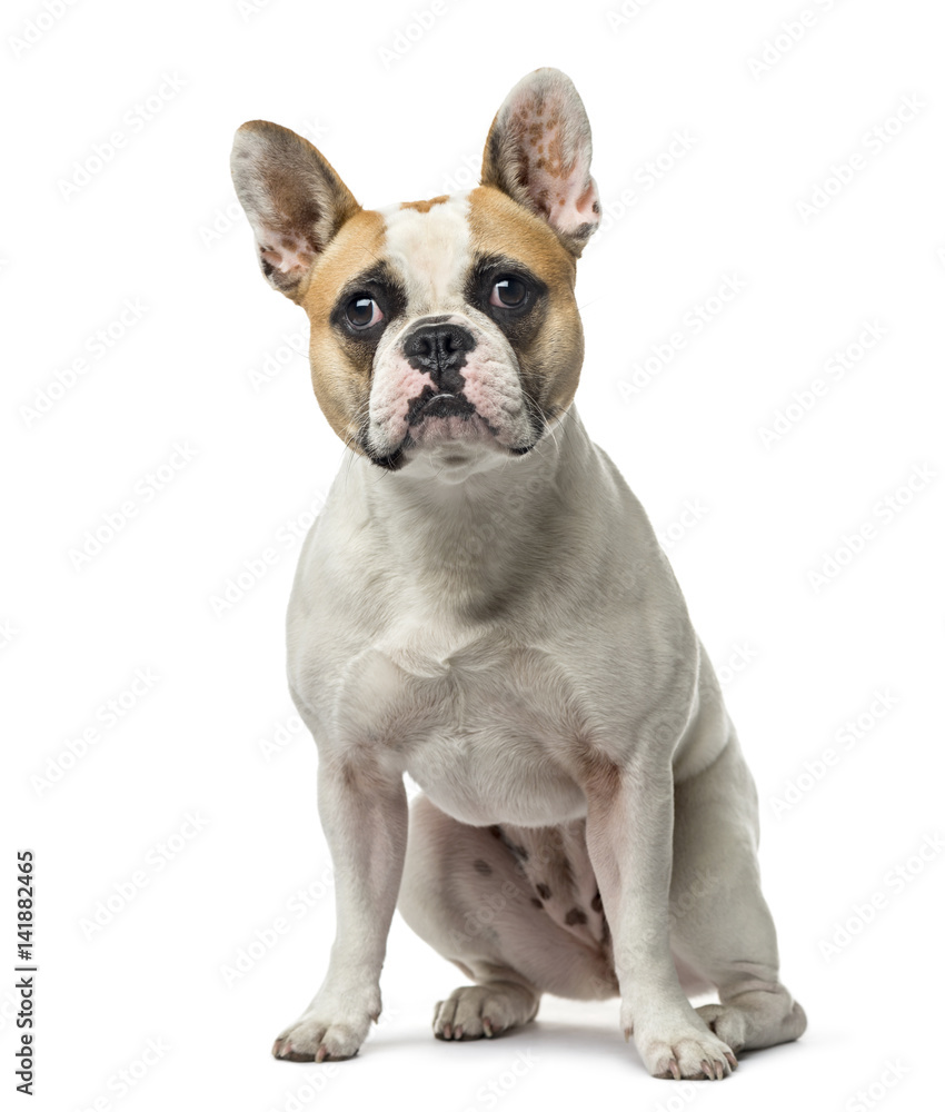 French Bulldog sitting, 2 years old , isolated on white