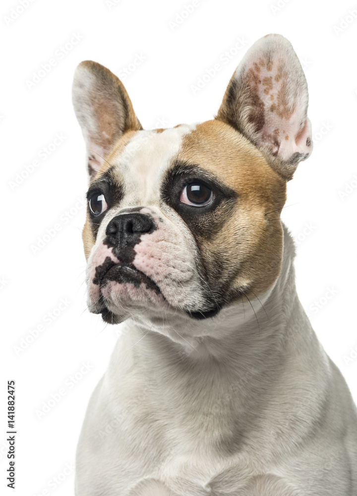 Close-up of a French Bulldog, 2 years old , isolated on white