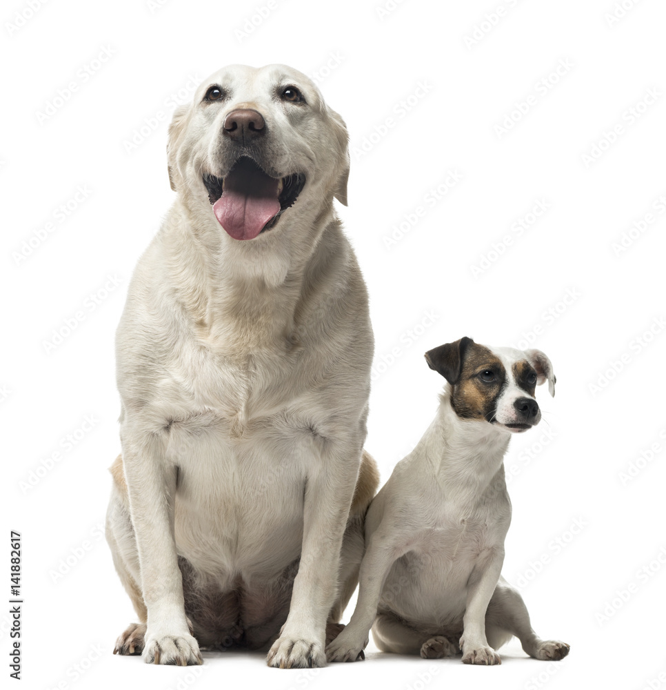 A Jack Russell Terrier and a Labrador Retriever sitting, isolate