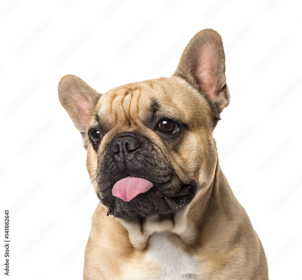 Close-up of a pug sticking the tongue out, isolated on white