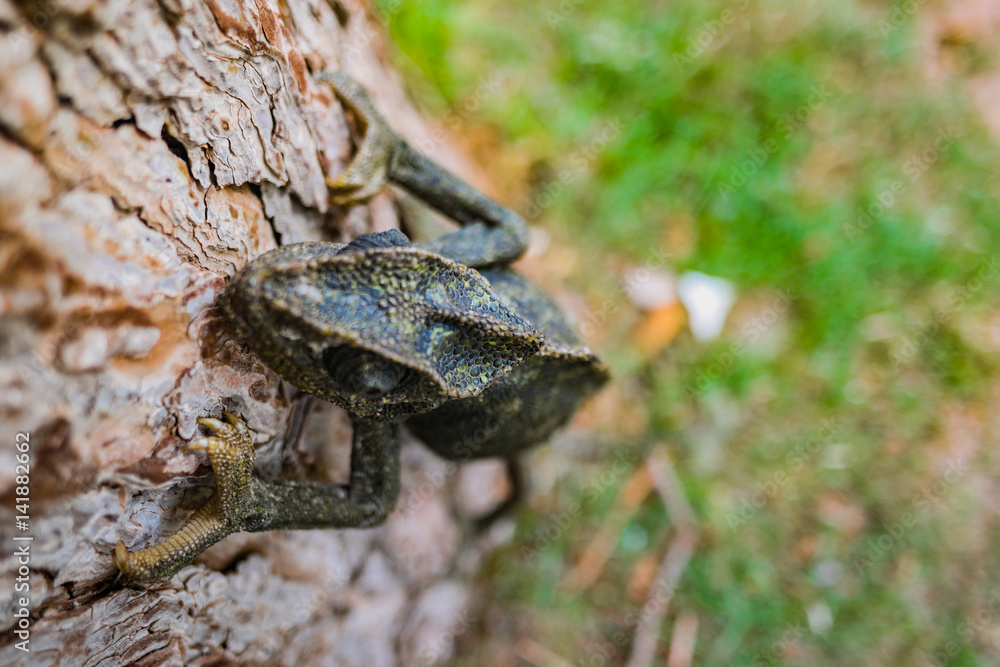 Fototapeta premium Climbing chameleon closeup colorful
