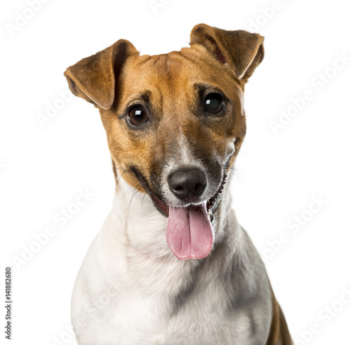 Close-up of a Jack russell terrier panting , isolated on white