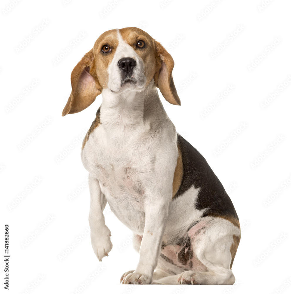 Beagle sitting and lifting paw , isolated on white
