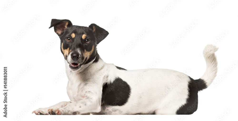 Side view of a Jack Russell Terrier lying , isolated on white - obrazy, fototapety, plakaty 