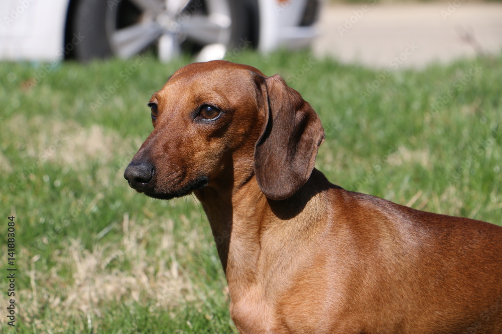 Short Hair Brown Dachshund Portrait Short Hair Brown Dachshund Portrait