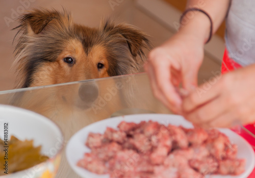 Rough collie dog demanding, asking food, meat from table