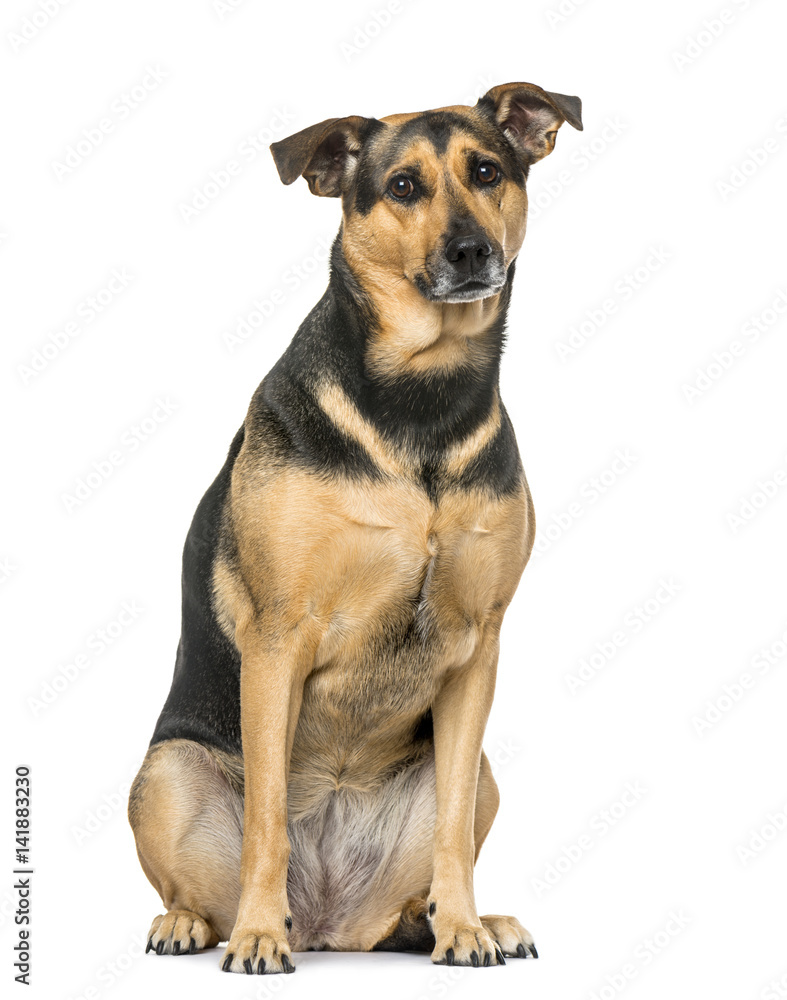 Mixed breed dog sitting, 6 years old , isolated on white Mixed breed dog sitting, 6 years old , isolated on white