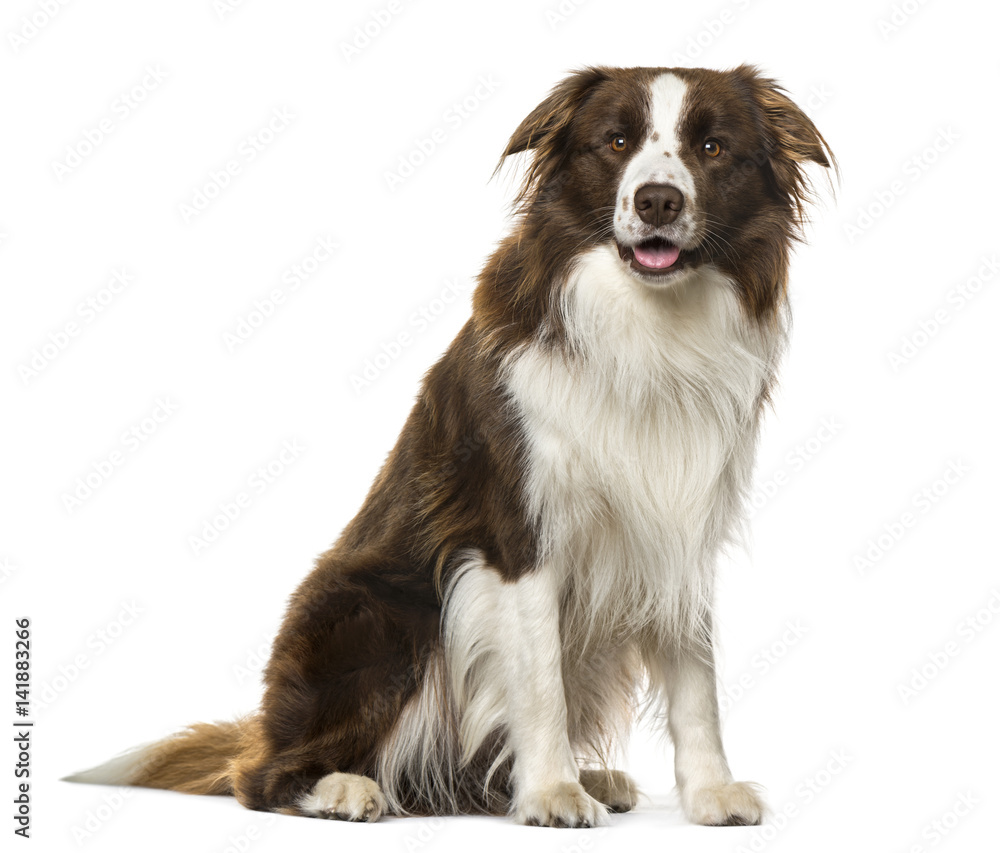 Border Collie sitting, 2 years old , isolated on white