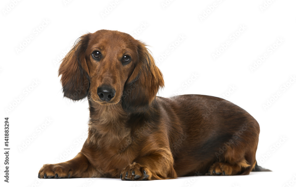 Puppy Dachshund lying down, isolated on white, 6 months old