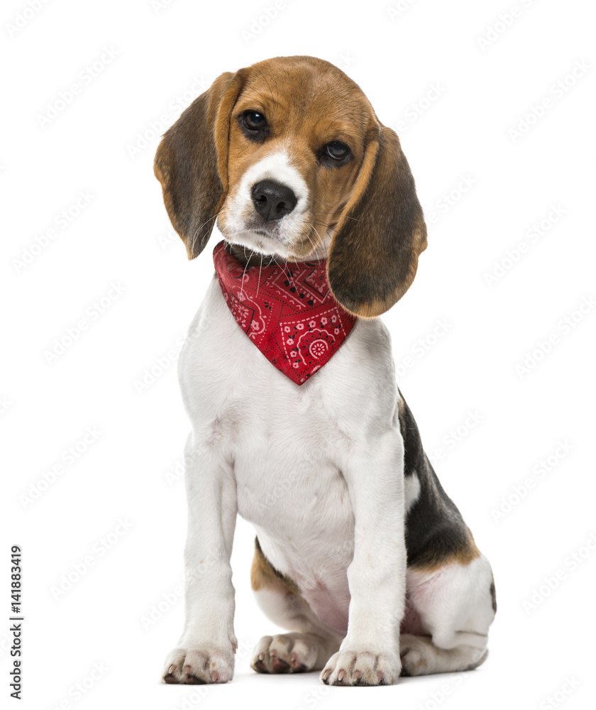 A Beagle puppy with a scarf sitting, isolated on white, 9 weeks
