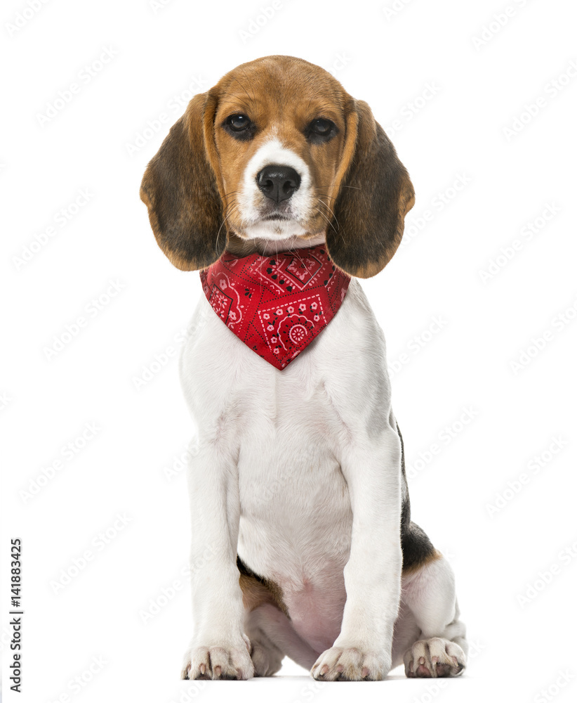 A Beagle puppy with a scarf sitting, isolated on white, 9 weeks