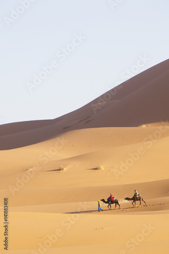 chameaux dans le d  sert de sable