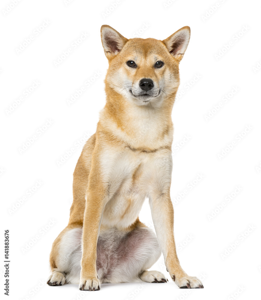Shiba Inu sitting, isolated on white ,3 years old