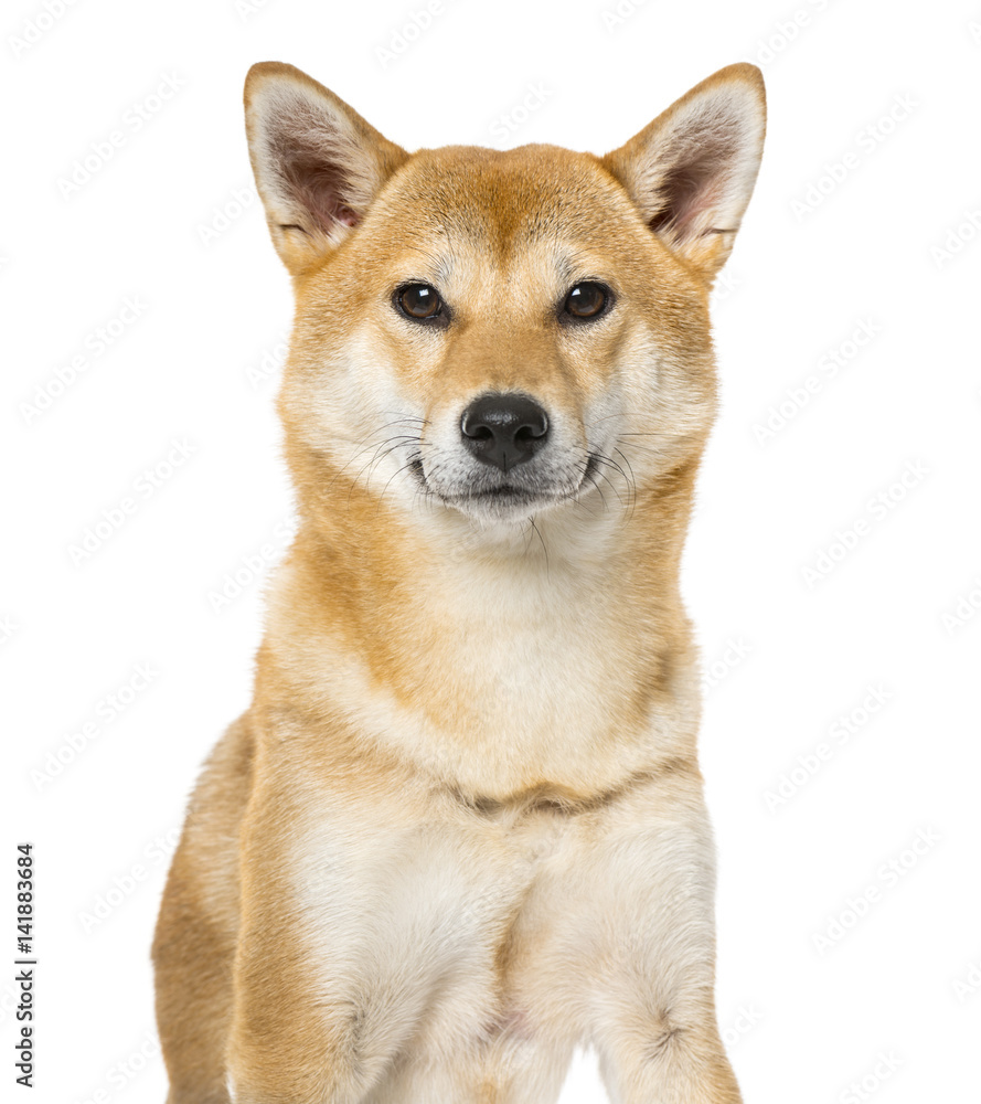 Shiba Inu sitting, 3 years old , isolated on white