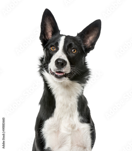Border Collie looking away, isolated on white, 1 year old © Eric Isselée