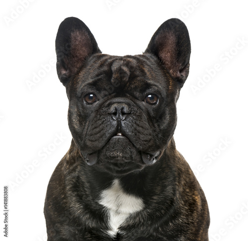 Close-up of a French Bulldog, isolated on white, 30 months old © Eric Isselée