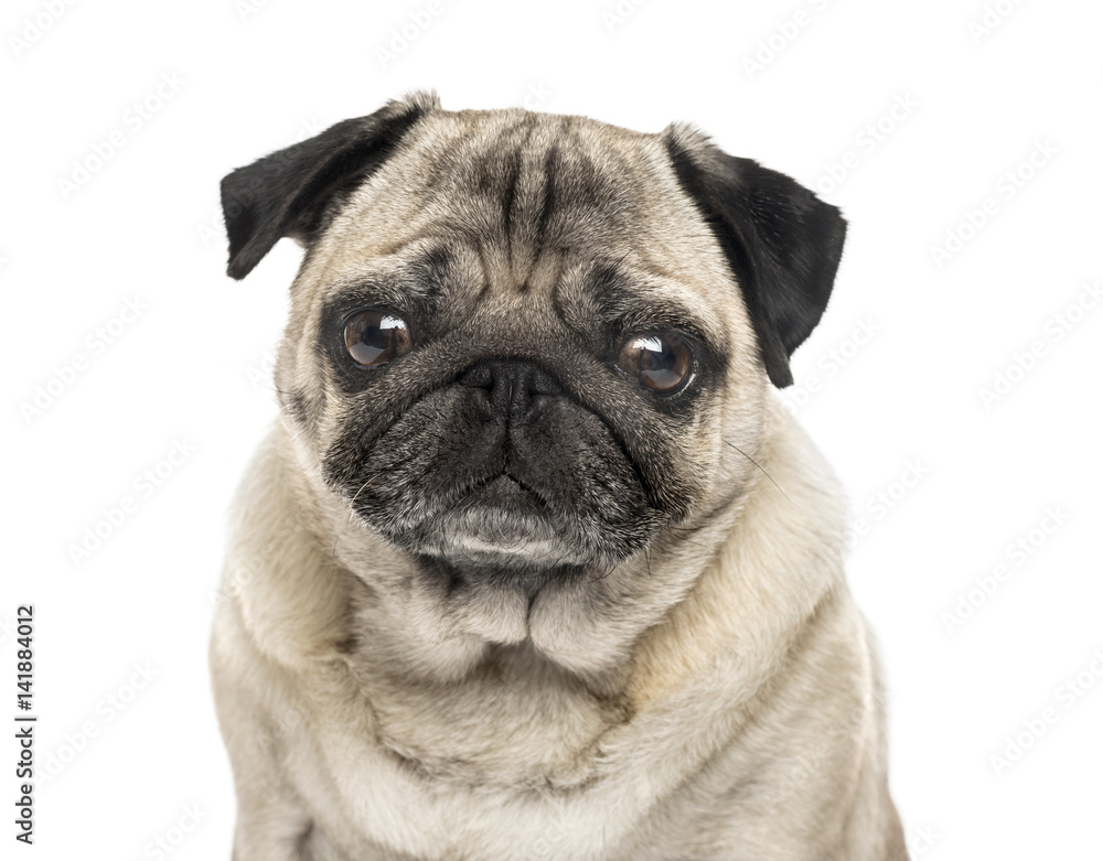 Close-up of a Pug, 6 years old , isolated on white