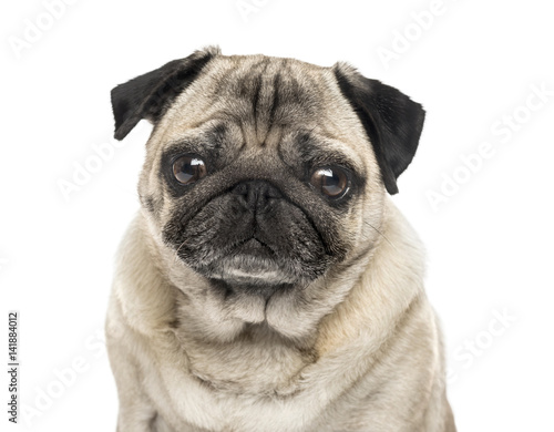 Close-up of a Pug, 6 years old , isolated on white © Eric Isselée