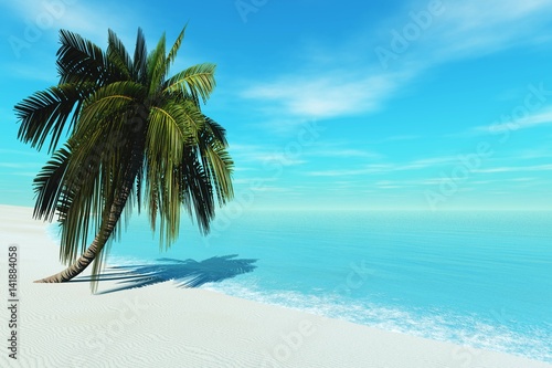 Beautiful tropical beach, palm on the beach 