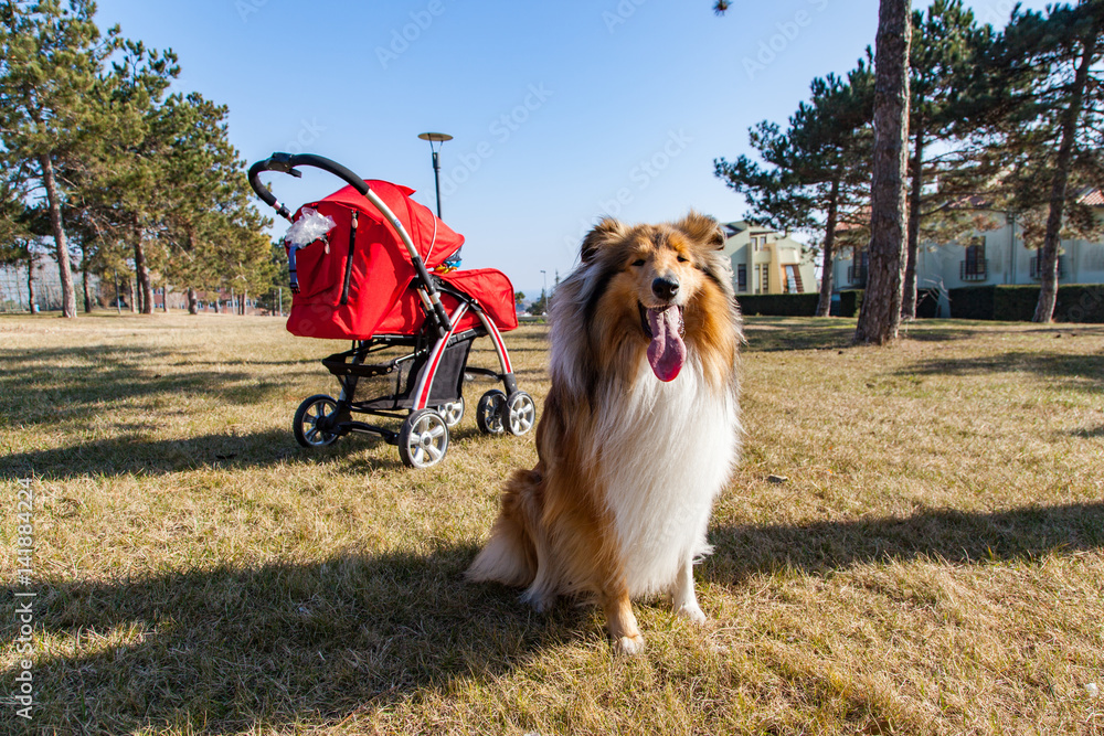 Happy cute ginger and white dog (scottish collie) is sitting on the grass and looking to a camera and protecting a baby in a red pram