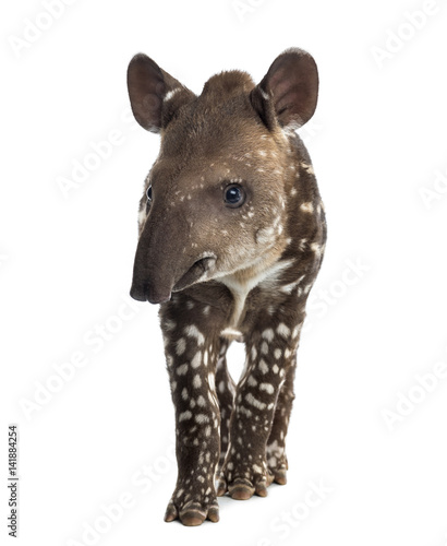 Young South american tapir, isolated on white, 41 days old © Eric Isselée