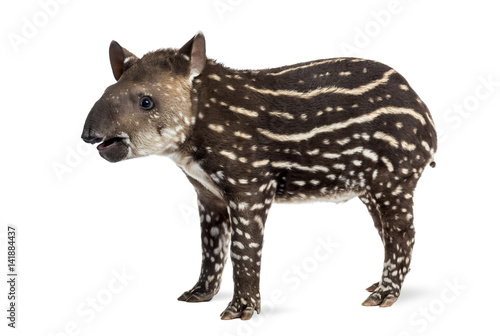 Side view of a young South american tapir, isolated on white, 41 days old © Eric Isselée