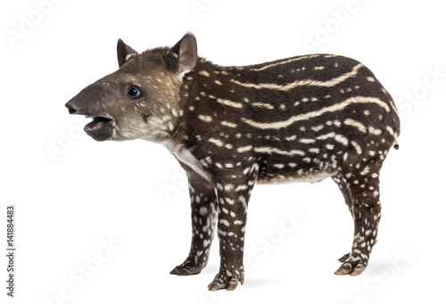 Side view of a young South american tapir, isolated on white, 41 © Eric Isselée
