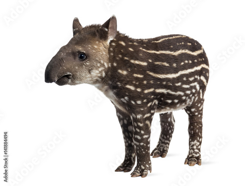 Young South american tapir, isolated on white, 41 days old © Eric Isselée