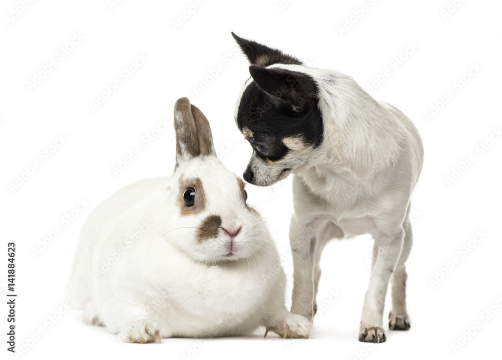 Chihuahua, 8 months old), and a rabbit, isolated on white Chihuahua, 8 months old), and a rabbit, isolated on white