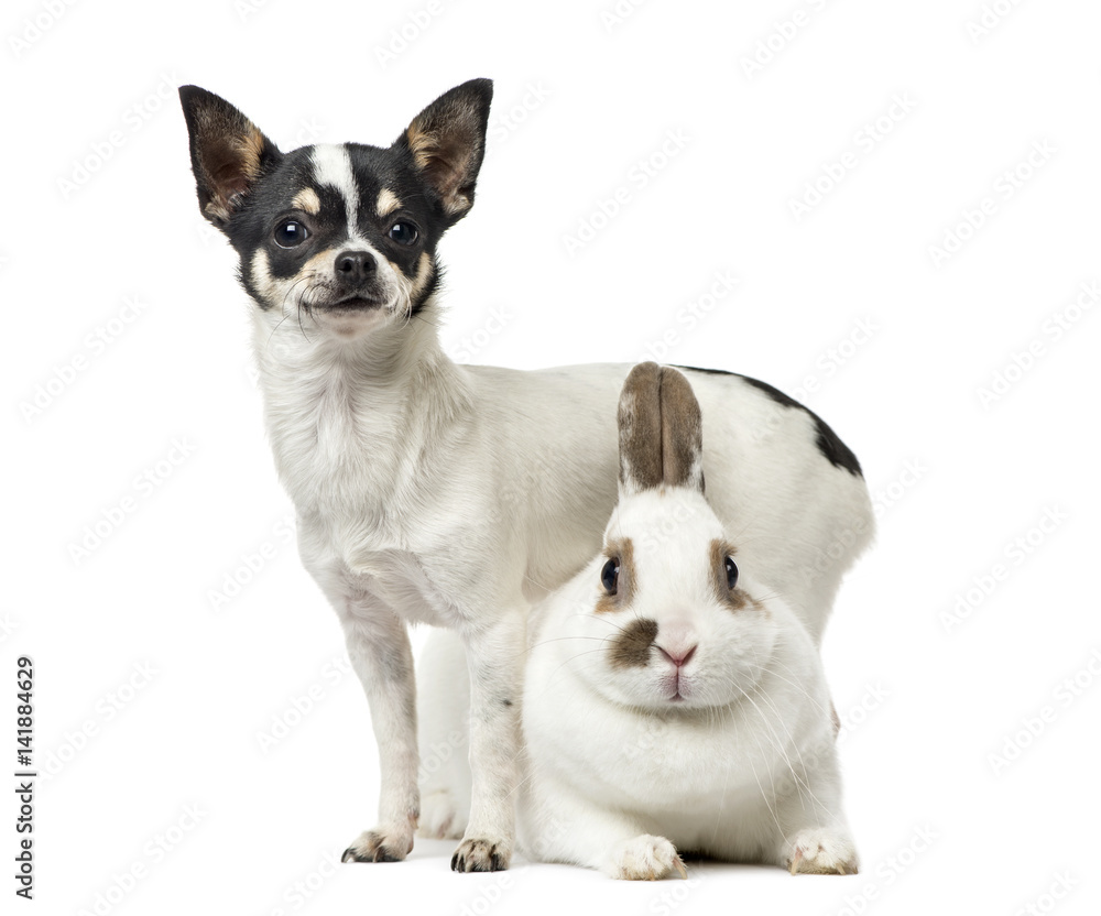 Chihuahua, 8 months old), and a rabbit, isolated on white Chihuahua, 8 months old), and a rabbit, isolated on white